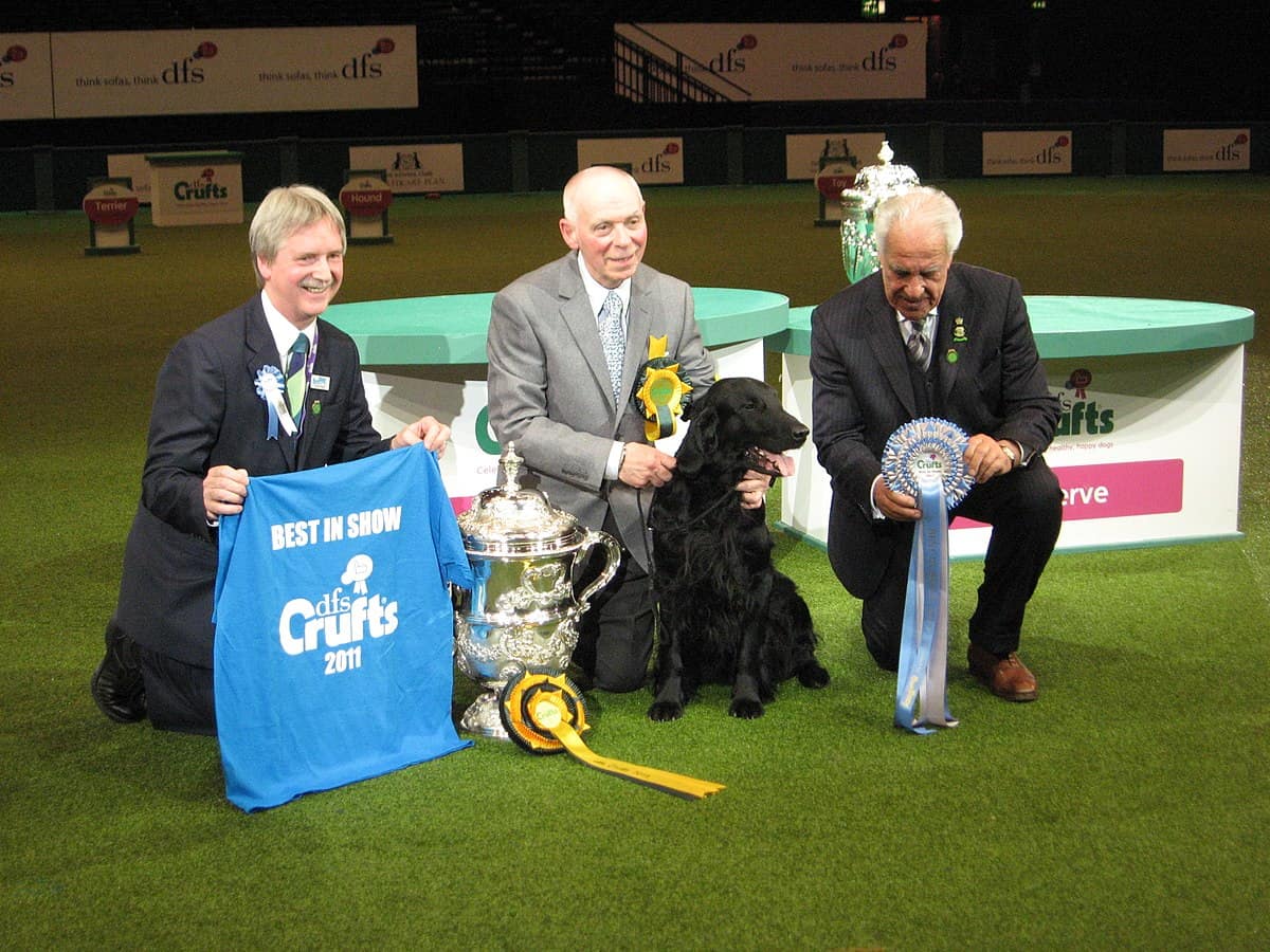 beautiful dog winning the Crufts dog show back in 2011