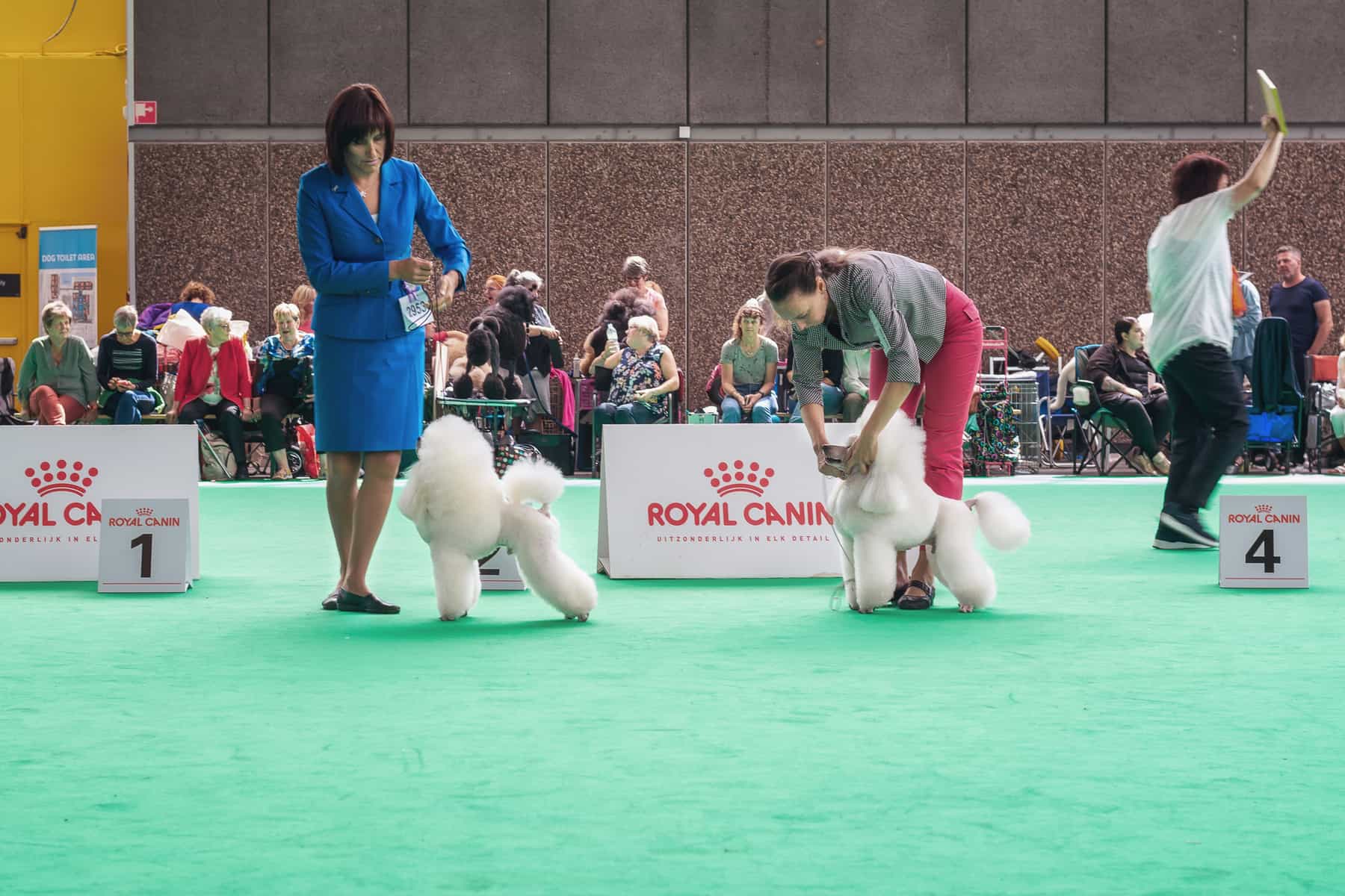 The Ultimate Guide To Dog Shows Animalso