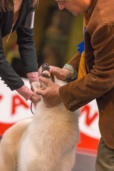 A White Shepherd Dog's mouth or bite is being checked by a dog show adjudicator