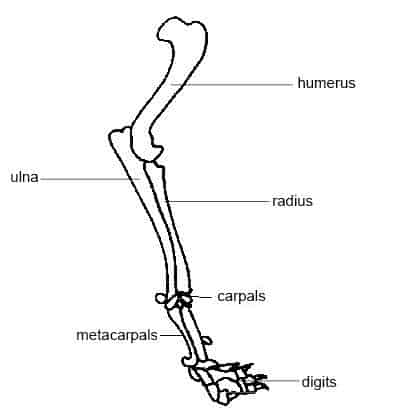 bones in a healthy canine forelimb
