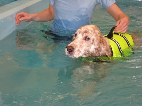 dog with life jacket doing underwater therapy