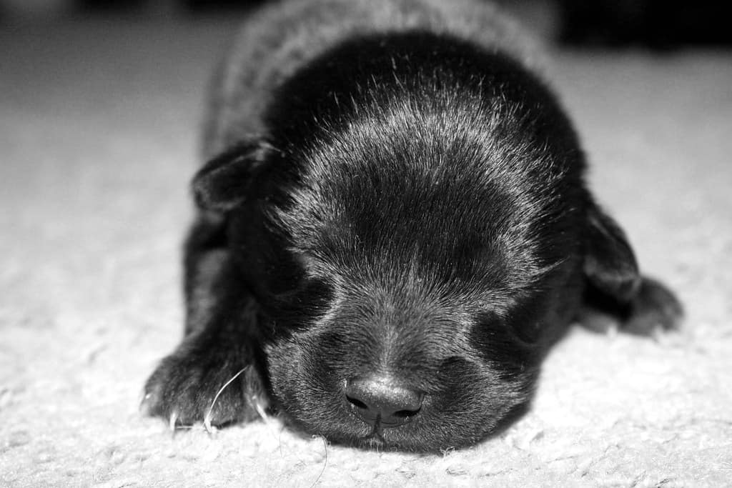 Black and white picture of a newborn puppy that is fading