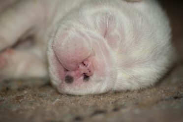 two week old english bulldog puppy