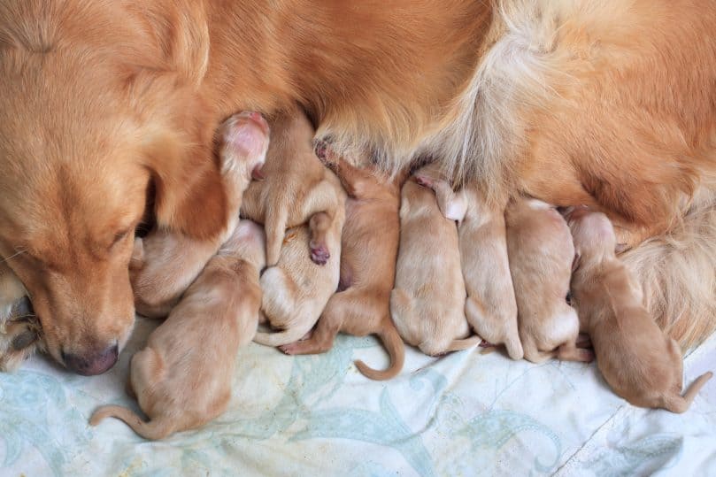 A Golden Retriever dog and her newborn puppies while nursing
