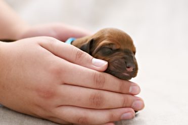 Newborn red puppy held by owner on white pastel background