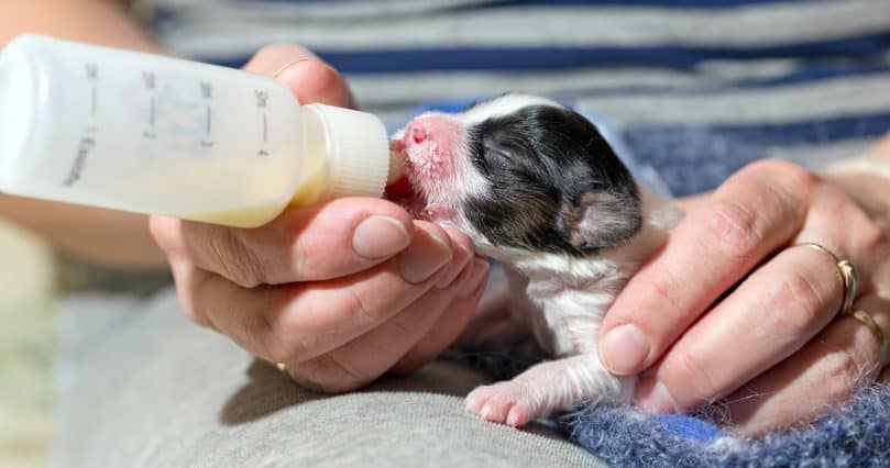 Small newborn puppy Papillon fed using a baby bottle