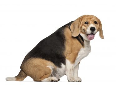 Fat Beagle, 3 years old, sitting against white background