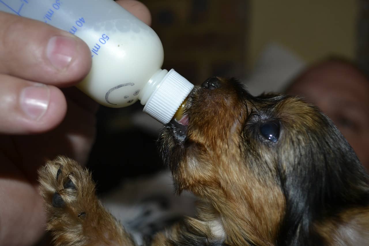 Close-up photo of a puppy feeding from a bottle