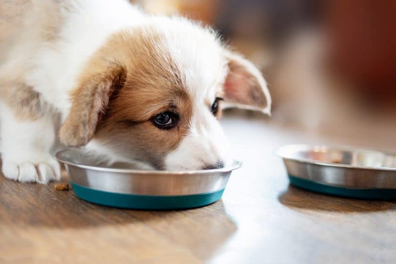 Cute puppy eating dry dog food soaked in water or milk