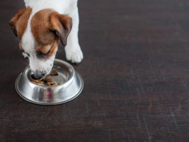 Jack Russell Terrier puppy eating dog food from a bowl