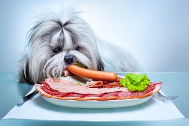 Shih Tzu dog eating human food from the table