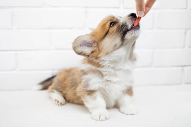 Cute Corgi puppy eating from a hand on white background. 
