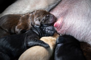 several young fresh born Labrador Retriever puppies nursing on their mother