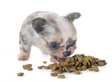 puppy chihuahua eating in front of white background