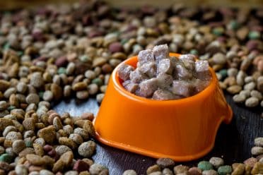 Wet canned pet food in a bowl surrounded by dry food
