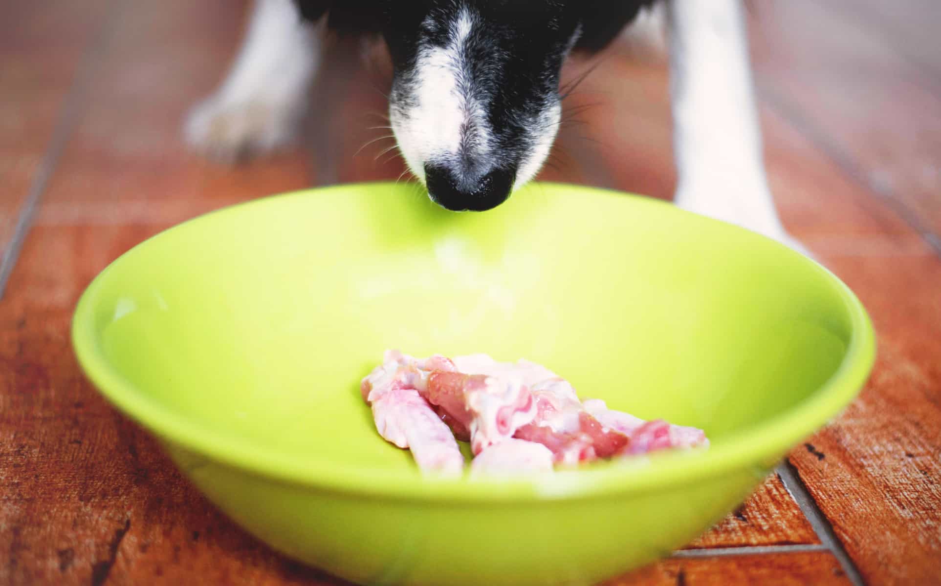 The Sniffing Dog. Cute Black and White Border Collie have a Raw Meat in Green Bowl. Dogs Muzzle.