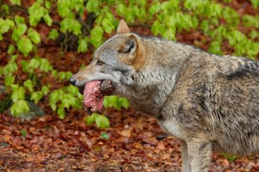Gray wolf with raw meat in the spring light green leaves forest