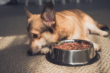 A corgi laying on the floor and looking away from his food bowl