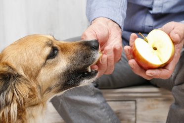 Owner feeding his dog an apple slice
