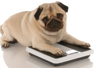 cute pug dog laying on weigh scales