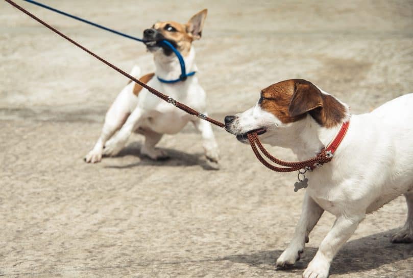 two Jack Russel Terriers on a leash reluctant to breed or mate