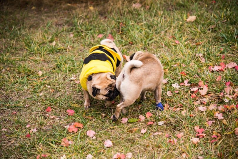 two Pugs getting to know each other by sniffing, getting ready for mating or breeding