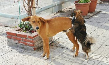 two dogs having trouble mating leads to artificial insemination as a solution.
