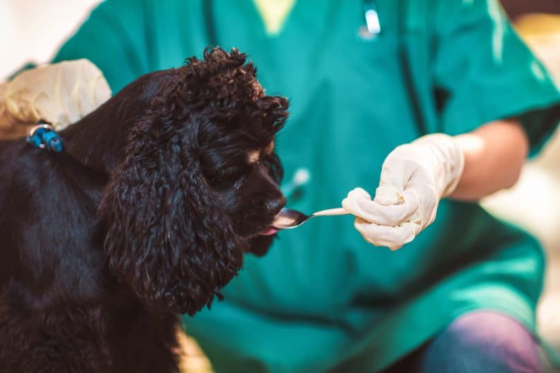 Dog taking her medicine administered by a vet