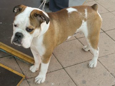 Repaste Nøgle Stuepige 7 Things You Need to Know about the Boxer Bulldog Mix - Animalso