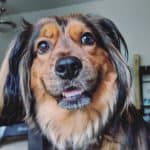 A Golden Dox smiling at the camera