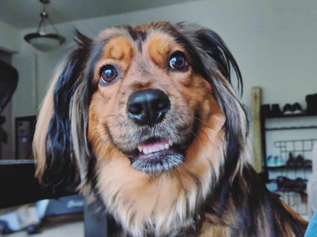 A Golden Dox smiling at the camera