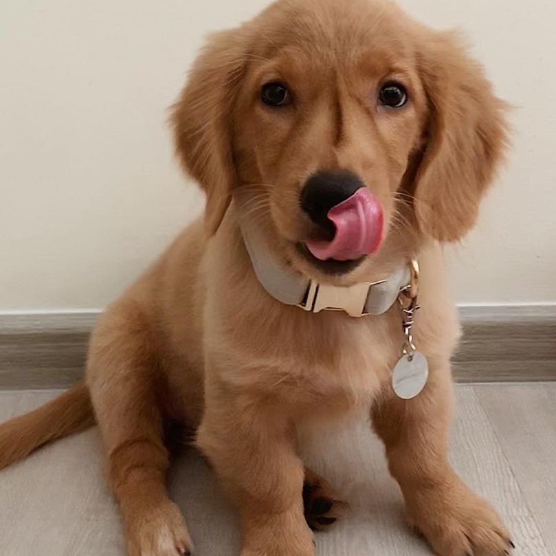 Golden Dox 101 what you need to know before getting one
