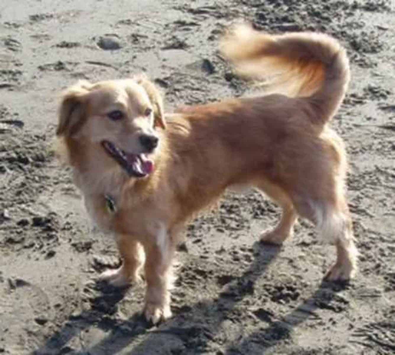 Golden Dox 101 what you need to know before getting one Animalso