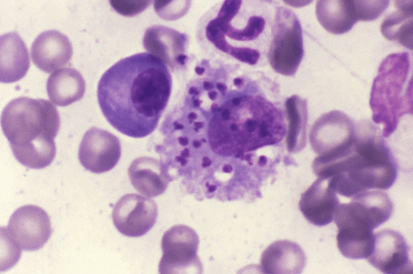 Leishmaniasis in Dogs