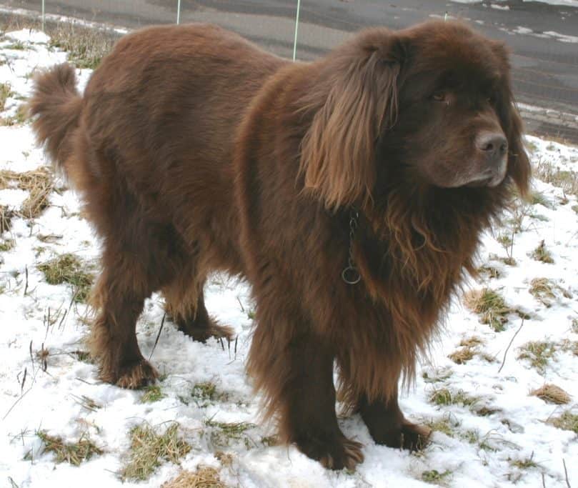 long-haired brown Newfoundland