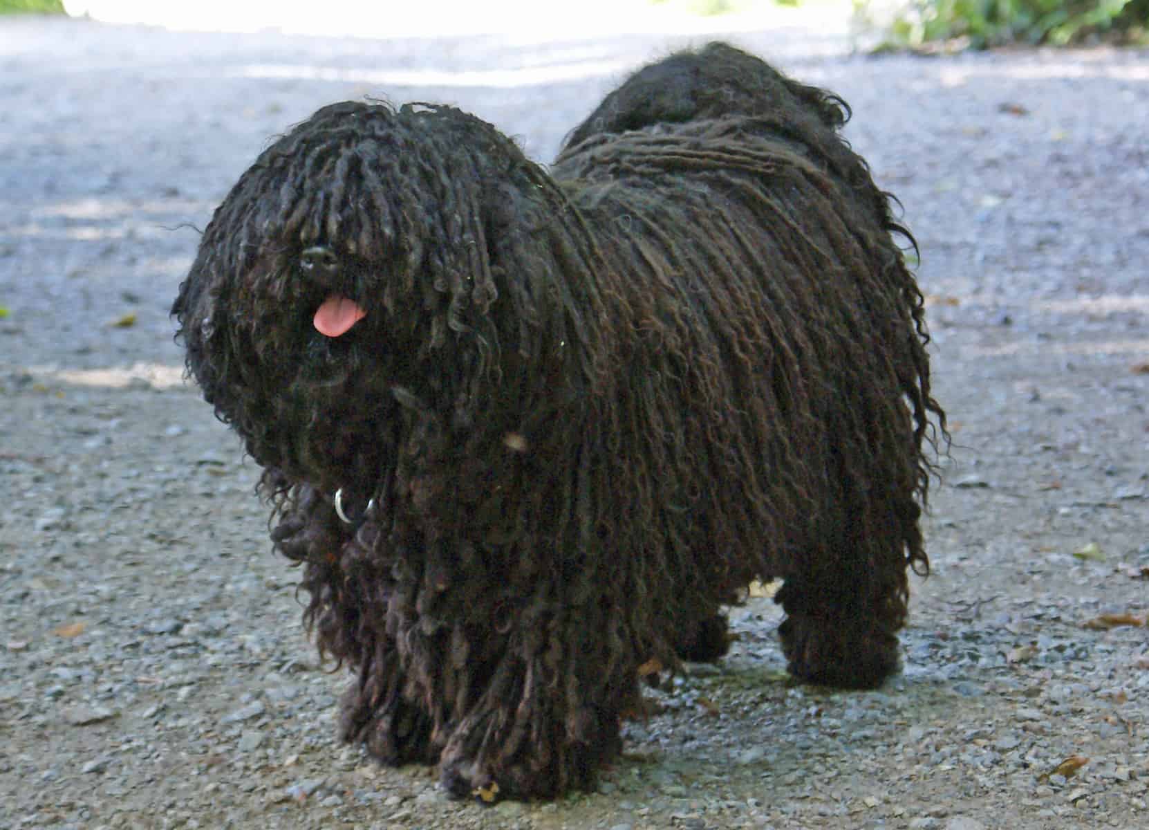 Black Puli with a corded coat