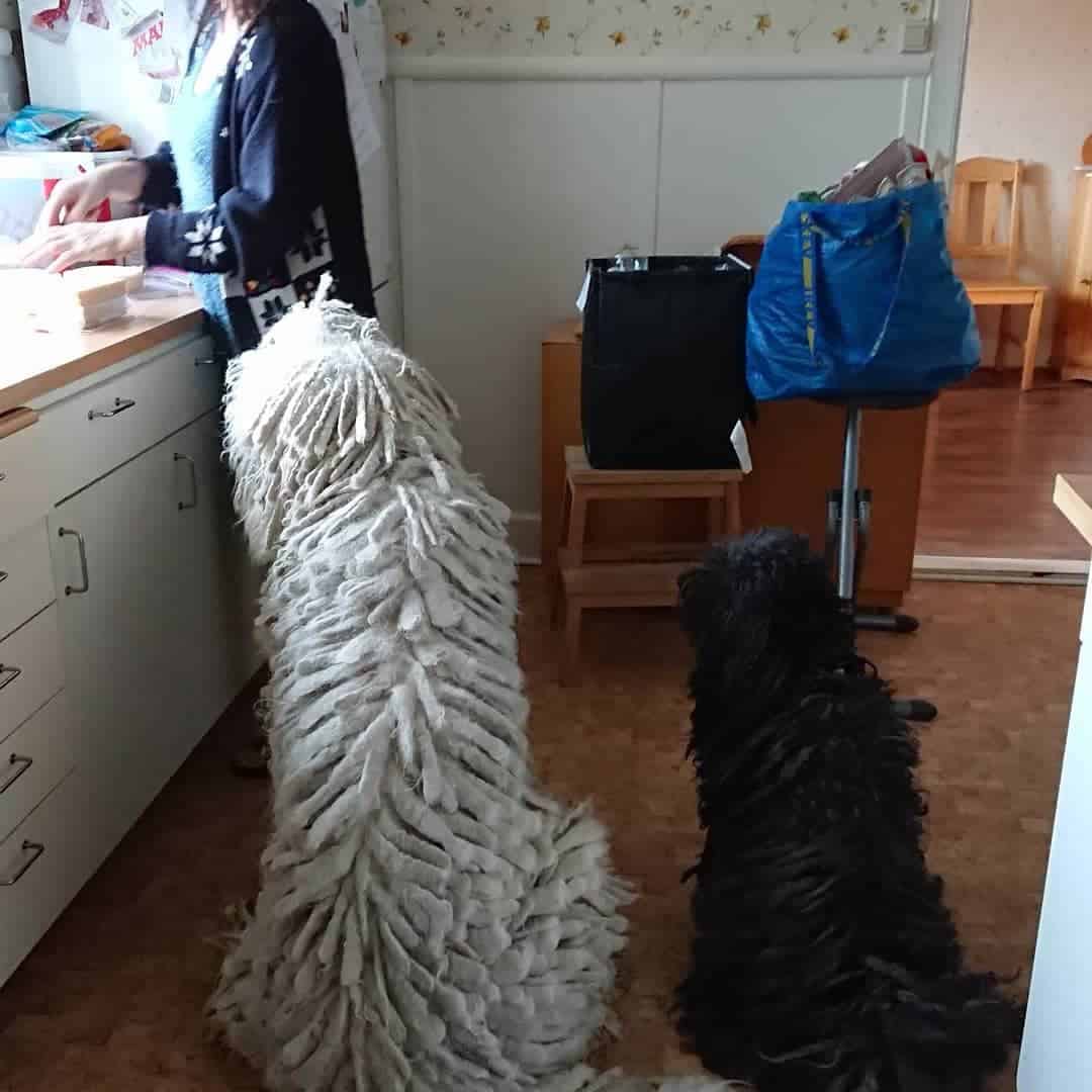 Back view of Komondor and Puli side by side