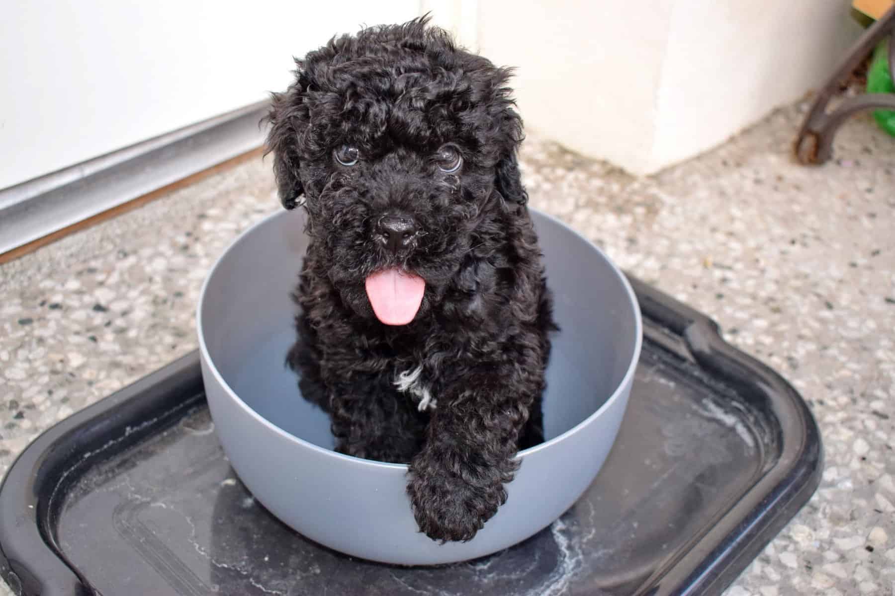 Puli puppy sitting in a bowl