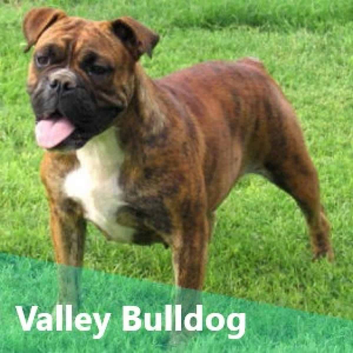 Unveiling The Mystery Of The Valley Bulldog Animalso