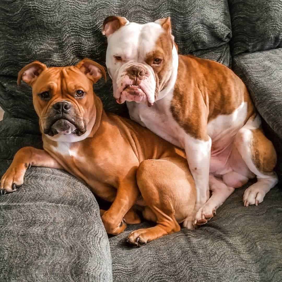 Two Bull-Boxers sitting side by side