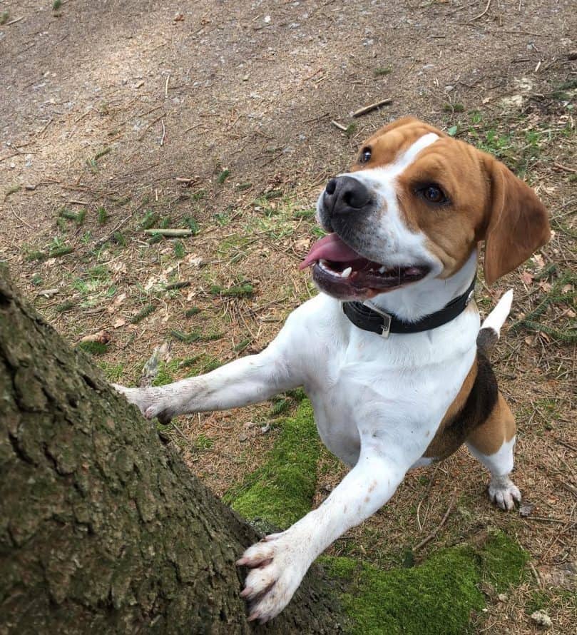 A Beagle Bulldog Mix with its paws on a tree