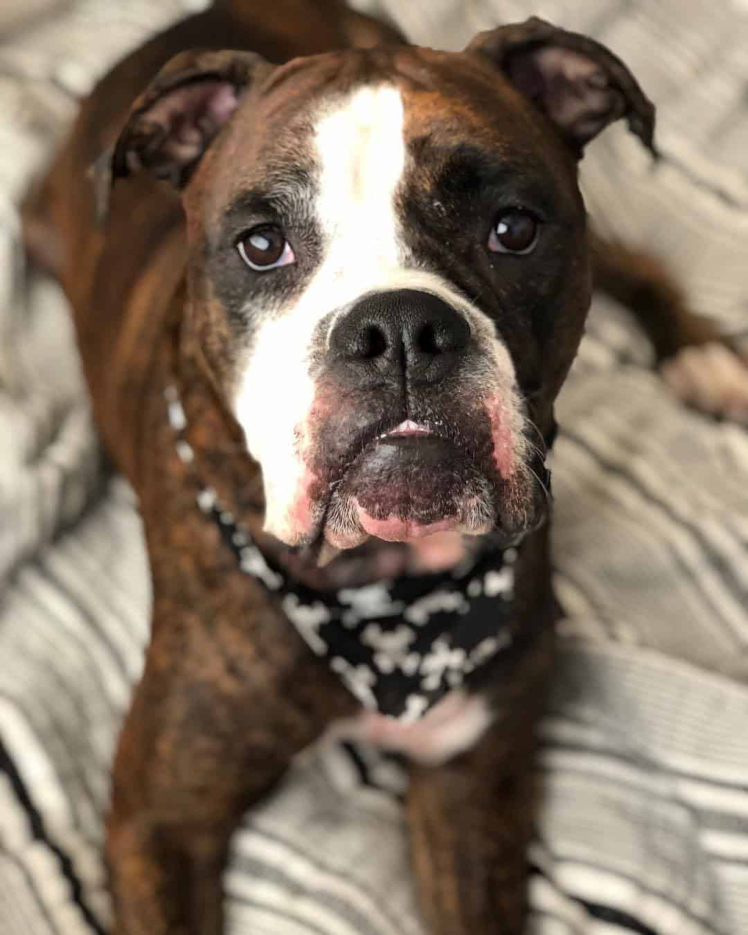 Brown and white Bulldog Boxer Mix on a bed