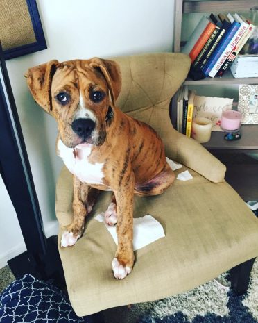 7 Things You Need To Know About The Boxer Bulldog Mix - Animalso