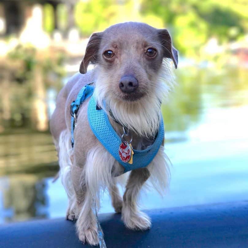 Chinese Crested-Dachshund Mix standing outdoors