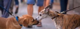 close-up photo of two dogs sniffing each other