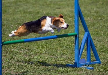 Beagle in an agility competition