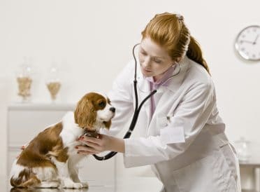 Young female veterinarian examining dog.