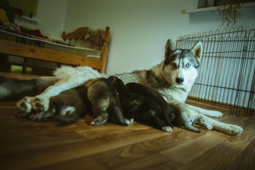 The image of cute Husky dog nursing her little puppies indoor.