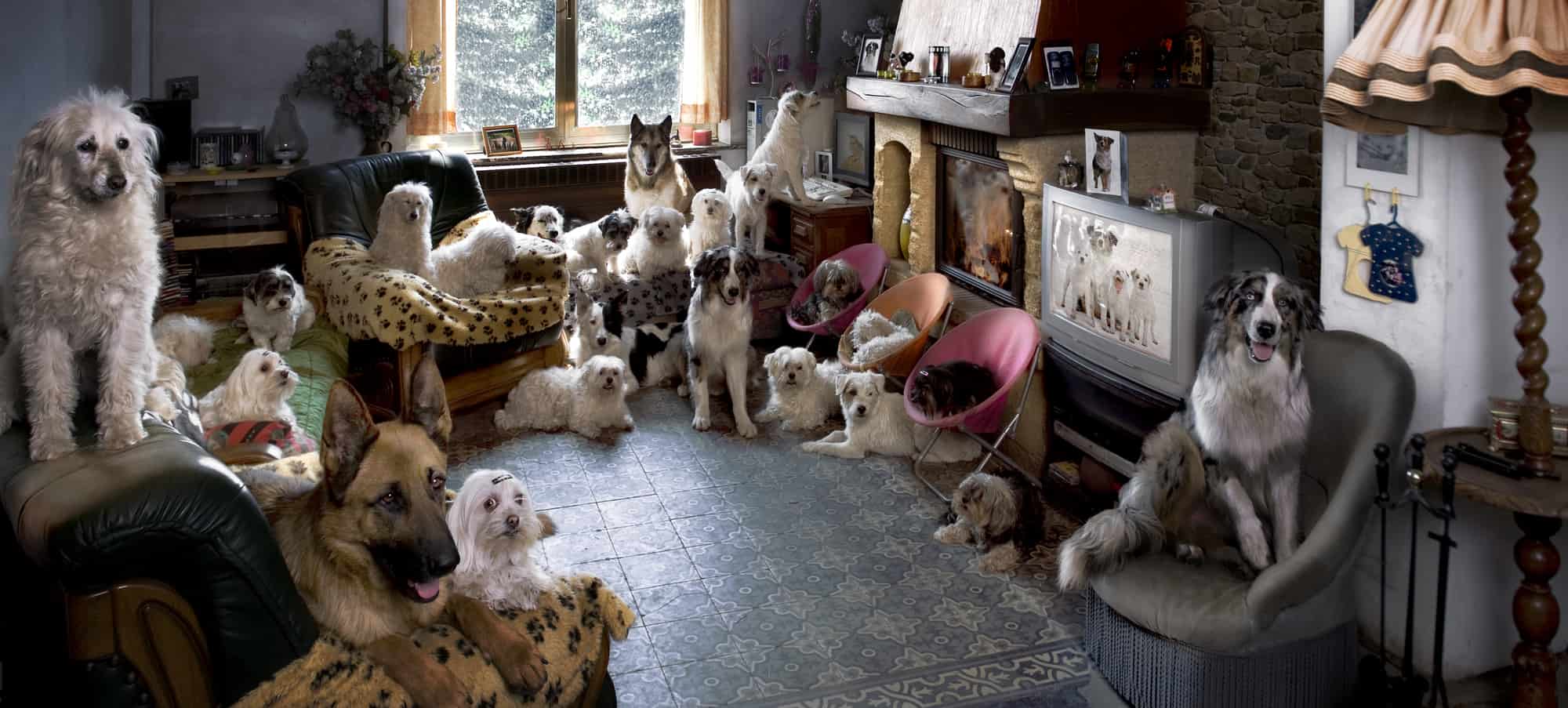 Puppy Buyer Questionnaire Animalso