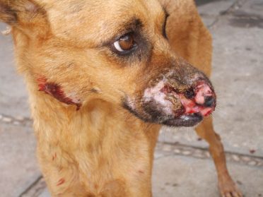A close-up photo of a dog with Leishmaniasis